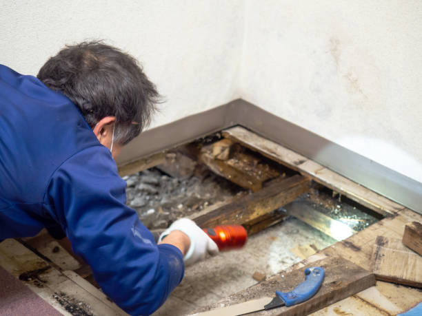 Best DIY Mold Remediation Support Services in Lukachukai, AZ