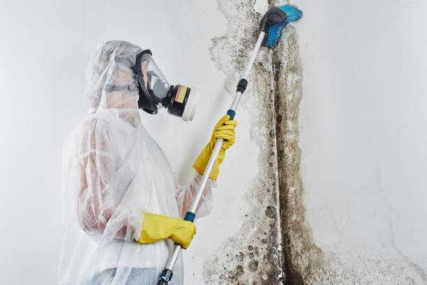 Professional Mold Remediation in Lukachukai, AZ