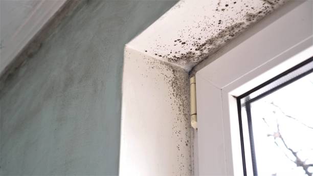 Best Attic Mold Remediation in Lukachukai, AZ