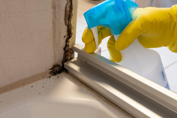 Best White Mold Remediation in Lukachukai, AZ