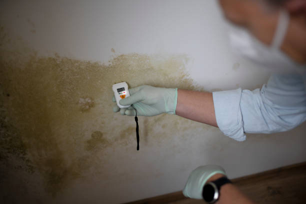 Best Preventive Mold Services in Lukachukai, AZ