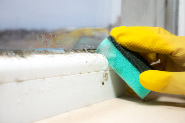 Best Health and Safety Mold Remediation in Lukachukai, AZ