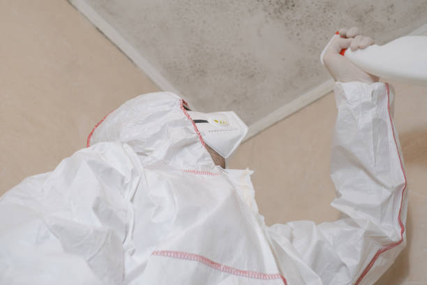 Best Residential Mold Remediation in Lukachukai, AZ