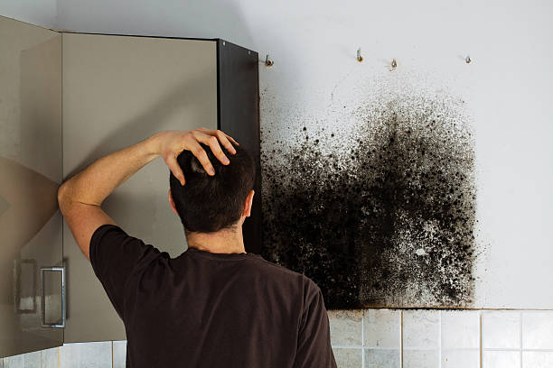 Best Residential Mold Remediation in Lukachukai, AZ