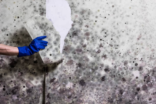 Best Health and Safety Mold Remediation in Lukachukai, AZ